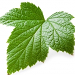 Currant leaf